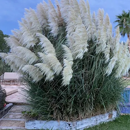 Mallorca Gallo Negro Santanyi Gesamte Social Media Villa *