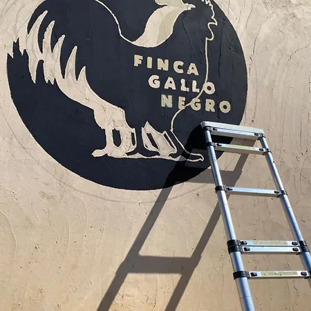 Mallorca Gallo Negro Santanyi Gesamte Social Media Campos (Mallorca)